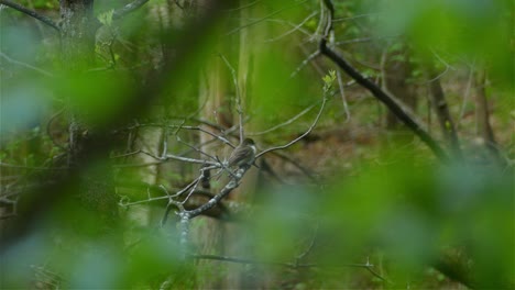 Großköpfiger-Kleiner-Passerine-vogel,-östlicher-Phoebe,-Sayornis-Phoebe-Thront-Auf-Baumast-In-Unberührter-Waldumgebung,-Selektive-Fokus-tieraufnahme