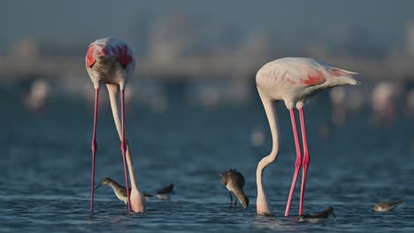 Greater-Flamingos-wandering-in-the-shallow-sea-water-at-low-tide---Bahrain