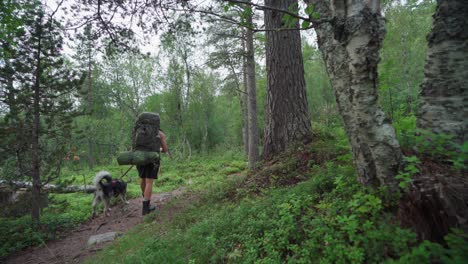 Man-With-His-Husky-Dog-Walking-In-Nature-Trail-In-A-Lush-Forest-At-Anderdalen-National-Park,-Senja,-Norway