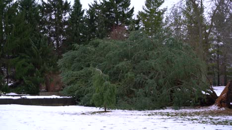 Fallen-uprooted-green-pine-tree-at-park-during-winter-surrounded-by-snow,-pan
