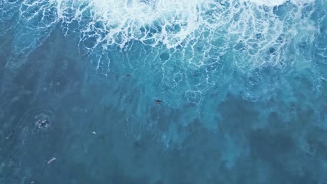 Drone-shot-straight-down-with-Sea-Lions-playing-and-floating-in-surf-as-wave-rolls-by-during-King-Tide-in-La-Jolla,-California