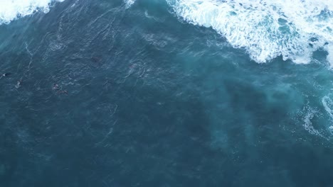 Tiro-Directo-Hacia-Abajo-Con-Leones-Marinos-Surfeando-Y-Saltando-Durante-La-Marea-Real-En-La-Jolla,-California