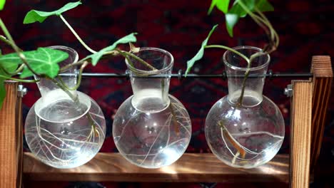 Plants-growing-in-test-tube-beaker-water-for-interior-decorating---sliding-view