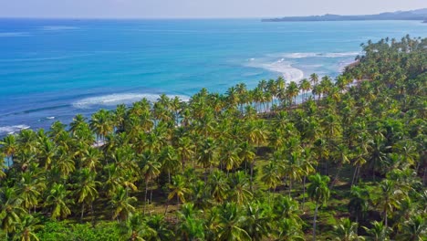 Flight-over-vast-palm-trees-in-tropics,-stunning-turquoise-water-of-Caribbean-sea