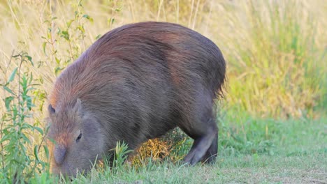 The-biggest-rodent-species,-wild-preggy-mother-capybara,-hydrochoerus-hydrochaeris-spotted-foraging-on-green-vegetations-on-riverside-surrounded-by-flies-with-beautiful-afternoon-sunlight