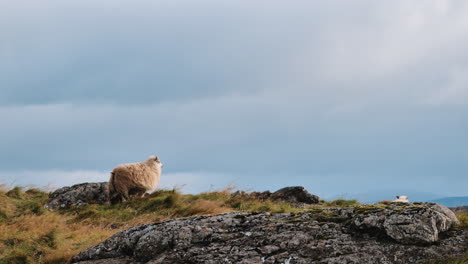 Two-Icelandic-sheep-on-rocky-hill-in-Iceland-during-windy-day,-walk-away-and-disappear-over-hilltop
