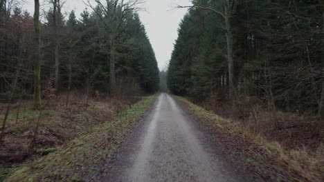 POV-Taking-a-Walk-in-Pine-Wood-on-a-Gravel-Forest-Path---Dolly-In-Shot