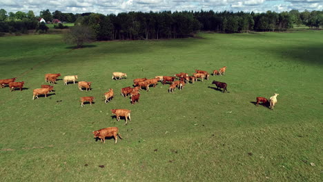 Aerial-shot-of-grazing-brown-cows-om-green-pasture-in-wilderness-during-sunny-day