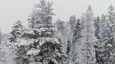 Luftaufnahme-Des-Schneebedeckten-Fichtenwaldes-Nach-Schneesturm-Während-Des-Weißen-Wintertages