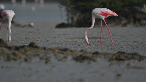 Migratory-birds-Greater-Flamingos-looking-for-food-in-the-marsh-mangroves-–-Bahrain