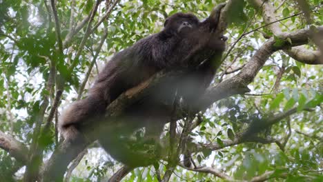 Male-Black-howler-monkey-falling-asleep-on-branch-in-tree-canopy