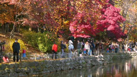 People-in-masks-take-photos-with-colorful-autumn-trees-at-Chundangji-pond-in-Autumn,-Changgyeonggung-Palace,-Seoul-South-Korea