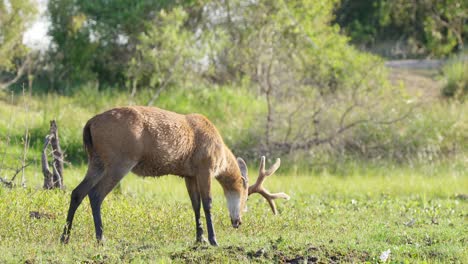 Largest-deer-species-from-South-America,-wild-tawny-marsh-deer,-blastocerus-dichotomus-grazing-on-green-grass-at-riverbank,-pantanal-matogrossense-national-park,-brazil