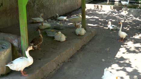 Group-of-geese-in-farmyard.-Static-view