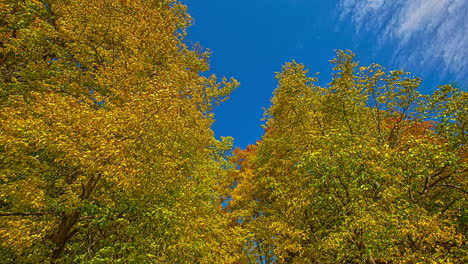 Time---lapse-on-the-shady-brown-trees-on-the-moving-clouds-background,-Bottom-top-view
