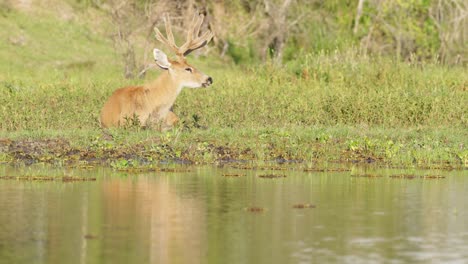 Marsh-deer,-blastocerus-dichotomus-resting-on-the-riverbank,-occasionally-rotate-its-ears-to-scan-and-detect-approaching-predators,-beautiful-afternoon-sunlight-and-reflections-on-the-water-surface