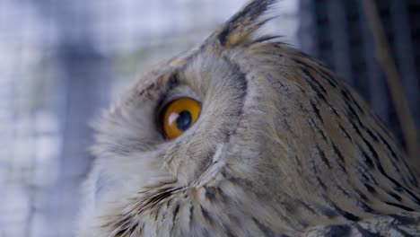 Close-up-of-orange-eyes-of-Siberian-eagle-owl