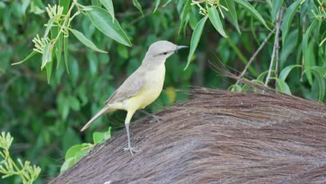 Little-yellow-cattle-tyrant,-machetornis-rixosa-standing-on-a-moving-furry-mammal,-looking-around-its-surroundings,-searching-for-potential-invertebrates,-extreme-close-up-shot