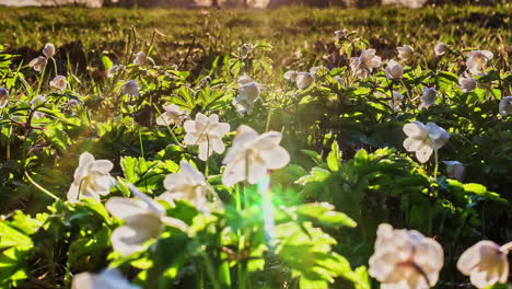 Time-lapse-video-of-withering-petals-of-white-flowers-at-sunset-over-the-green-grass-fields