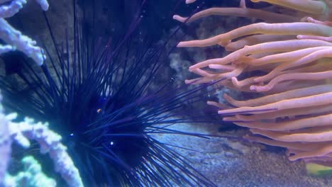 Sea-urchin