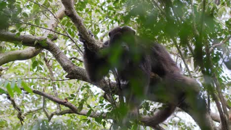 Near-threatened-species,-male-black-howler,-alouatta-caraya-slouching-on-tree-branch-in-the-jungle-surrounded-by-beautiful-green-foliage-at-pantanal-conservation-area