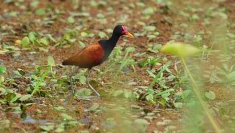 Wattled-jacana,-a-wader-bird,-standing-still-in-middle-of-mire,-cleaning-plumage,-preening-and-positioning-its-brown-feathers-with-its-sharp-yellow-beak