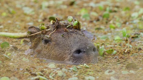 Wild-capybara-half-submerged-under-swampy-water,-camouflaged-and-blending-in-with-the-surrounding-aquatic-vegetations,-with-flies-roaming-around-its-face-at-pantanal-brazil,-wildlife-close-up-shot