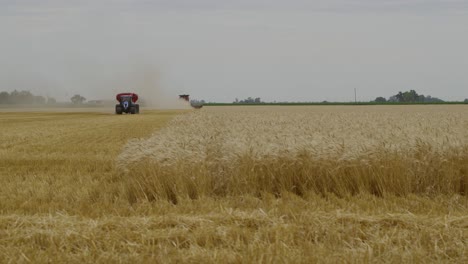 A-tractor-and-a-combine-harvesting-a-wheat-field