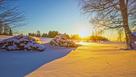 Time-lapse-shot-of-beautiful-snowy-scenery-with-snowcapped-plants-and-golden-sunset-at-horizon---Fascinating-sunny-day-with-blue-sky-on-reflection-of-sunbeam-on-white-snow-surface