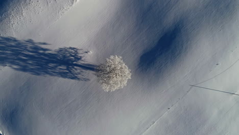 Eine-Vertikale-Aufnahme-Eines-Einsamen-Baumes,-Der-Mit-Schnee-Bedeckt-Ist