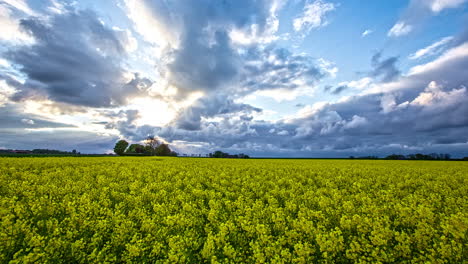 Yellow-plants-field-timelapse,-heavenly-and-cloudy-background-with-a-sunburst