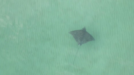 Spotted-Eagle-Ray-flies-through-shallow-green-water-over-sandy-bottom