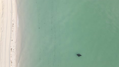 Large-Manta-Ray-swims-parallel-to-beach-shore-in-vertical-aerial-view