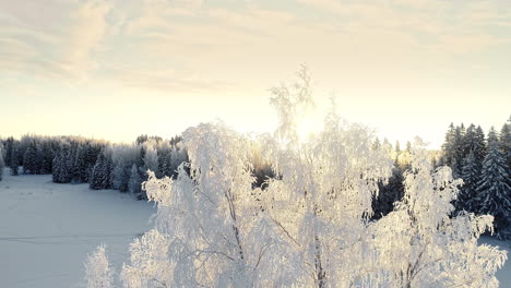 Schöne-Weiße-Färbung-Auf-Den-Blättern-Des-Baumes,-Die-Von-Schnee-Gefroren-Sind-Und-Von-Sonnenlicht-Hinterleuchtet-Werden