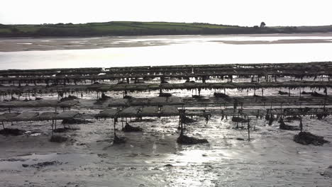 Oyster-beds-in-the-camel-estuary-at-low-tide