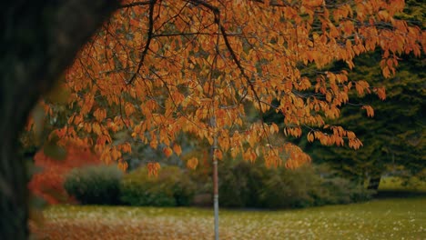 Herbstfarben-In-Einem-Wald-In-4k,-Vancouver-British-Columbia,-Kanada