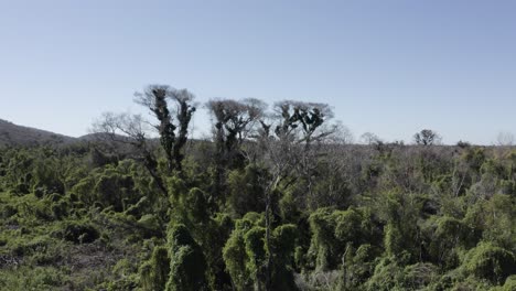 Vegetation-covering-dead-burnt-trees-in-Pantanal-aerial-view-after-wildfires,-forest-restauration
