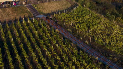 Family-with-dogs-walking-uphill-on-vineyard-stairway,-Czechia,-drone