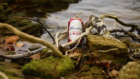 This-is-a-static-shot-of-Yuengling-Traditional-Lager-beer-can-in-roots-by-the-lake-with-waves-and-rocks