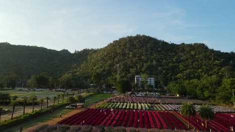 Aerial-footage-sliding-to-the-right-of-the-Hokkaido-Flower-Park-Khaoyai-revealing-the-blooming-variety-of-flowers-while-people-find-the-right-spot-to-take-some-photographs-in-Pak-Chong,-Thailand