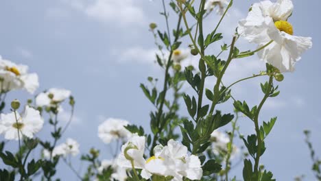 Schöner-Garten-Mit-Weißen-Blumen-Im-Frühling