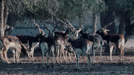Herd-Of-Spiral-Horned-Elands-Walking-Around-In-Grounds-In-Rural-Pakistan