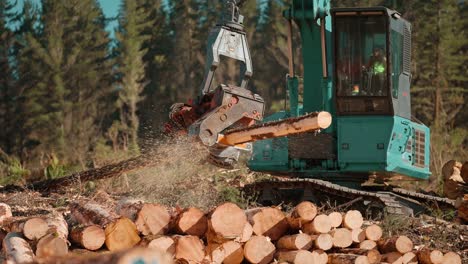 Logging-machine-trimming-and-cutting-log-in-correct-length-on-woodpile