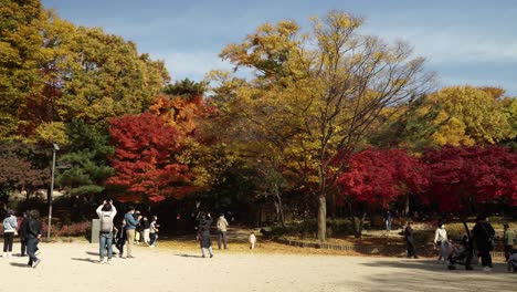 Parque-Del-Palacio-Changgyeong-En-Seúl---La-Gente-Toma-Fotos-De-Hermosos-árboles-Otoñales-Con-Hojas-Coloridas
