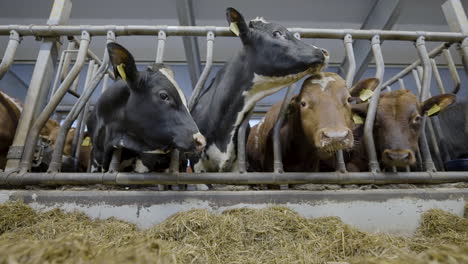 Vacas-Comiendo-Paja-En-Una-Jaula-En-Corrales-De-Engorde-De-Animales-Industriales-En-Noruega