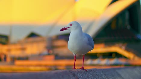 Red-billed-Gull-Standing-In-The-Promenade-Concrete-Fence-At-Sunset