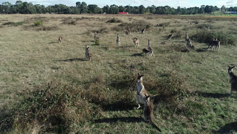 Kangaroos-standing-tall-and-proud-looking-over-grassland-with-busy-Australian-highway-in-the-background
