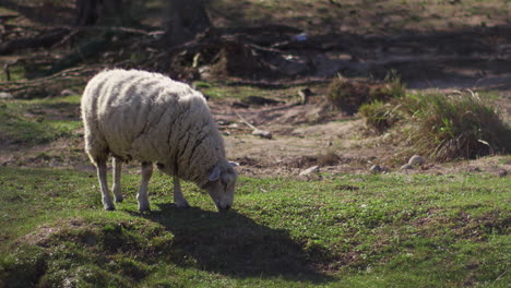 Flauschige-Schafe,-Die-Auf-Grüner-Weide-Unter-Dem-Sonnenlicht-Grasen