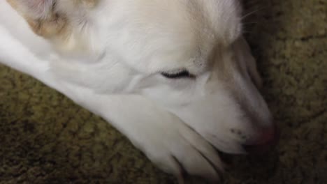 Siberian-husky-laying-down-on-the-carpet-trying-to-sleep