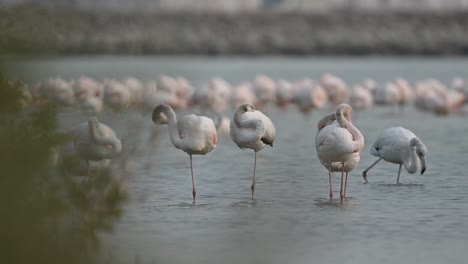 Migratory-birds-Greater-Flamingos-wandering-in-the-shallow-sea-mangroves-–-Bahrain